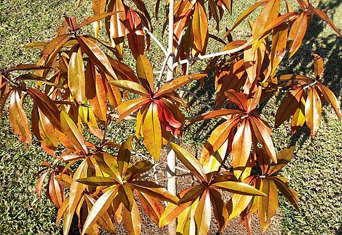 Foetidia mauritiana: Foetidia mauritiana - Bois Puant - Mauritius
