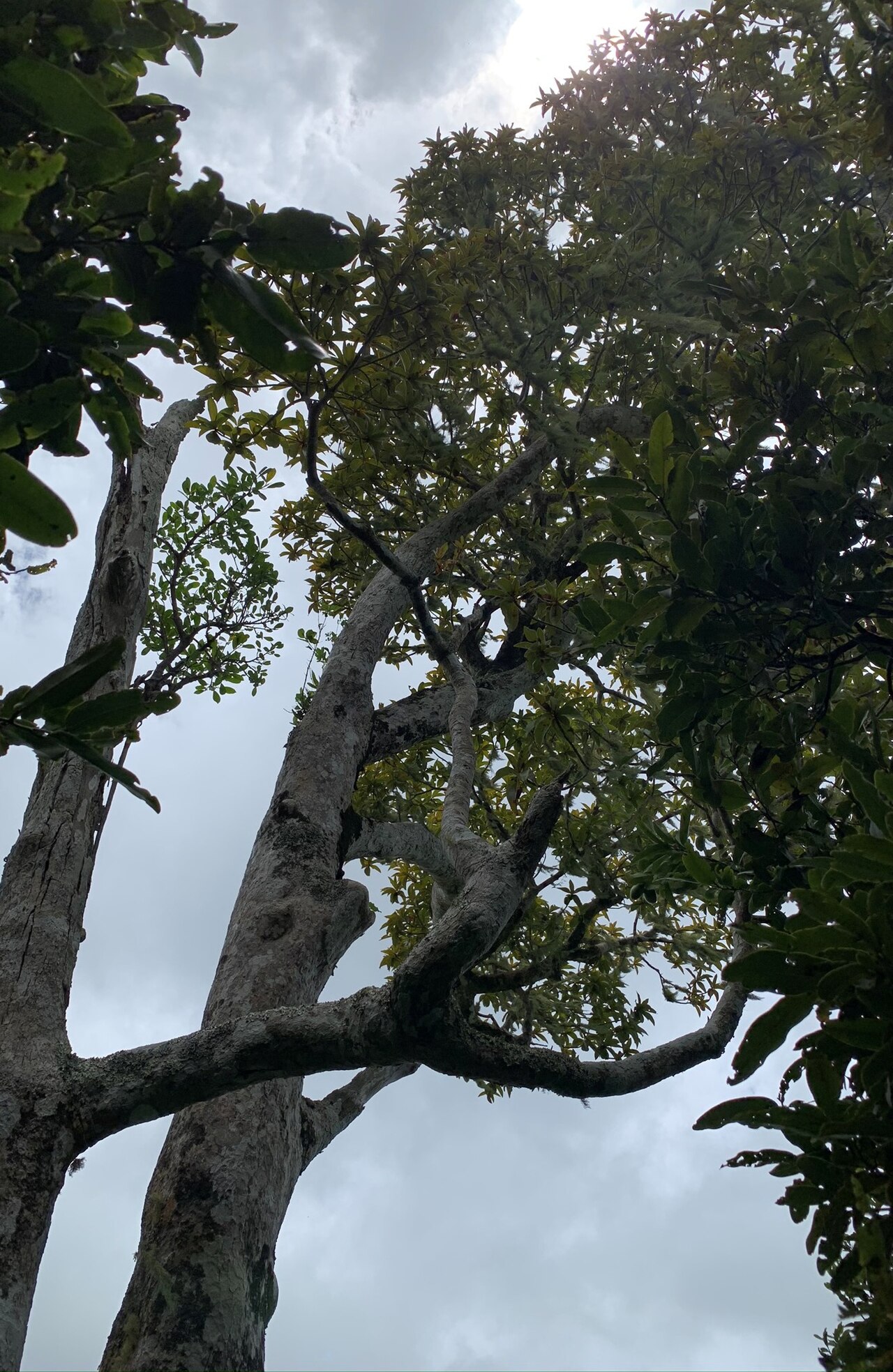 Foetidia mauritiana: Foetidia mauritiana - Ebony Forest Chamarel