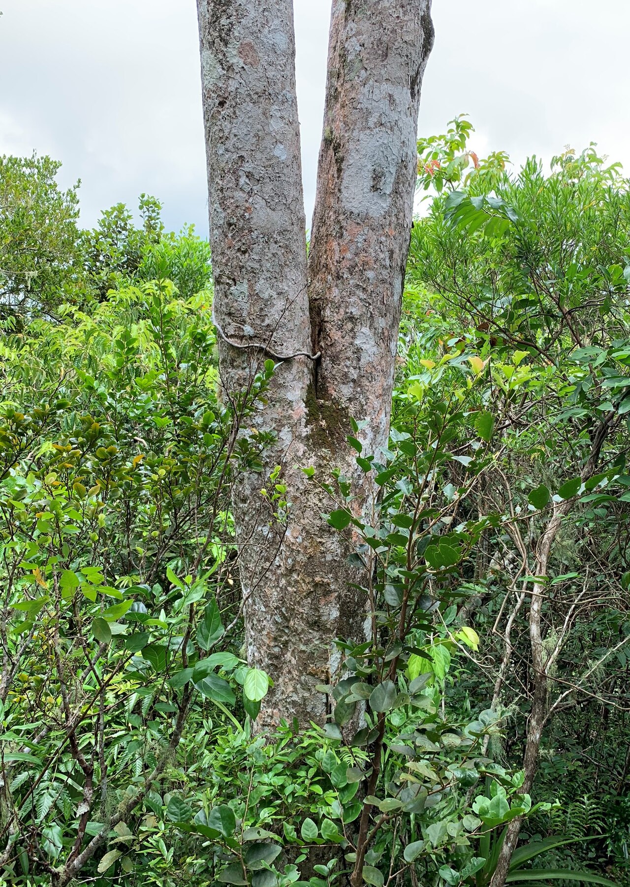 Foetidia mauritiana: Foetidia mauritiana - Ebony Forest Chamarel