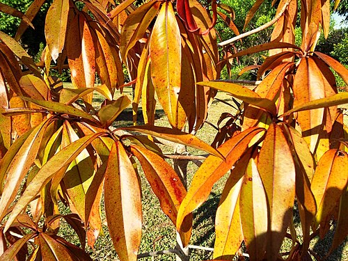 Foetidia mauritiana: Foetidia mauritiana - Bois Puant - Mauritius