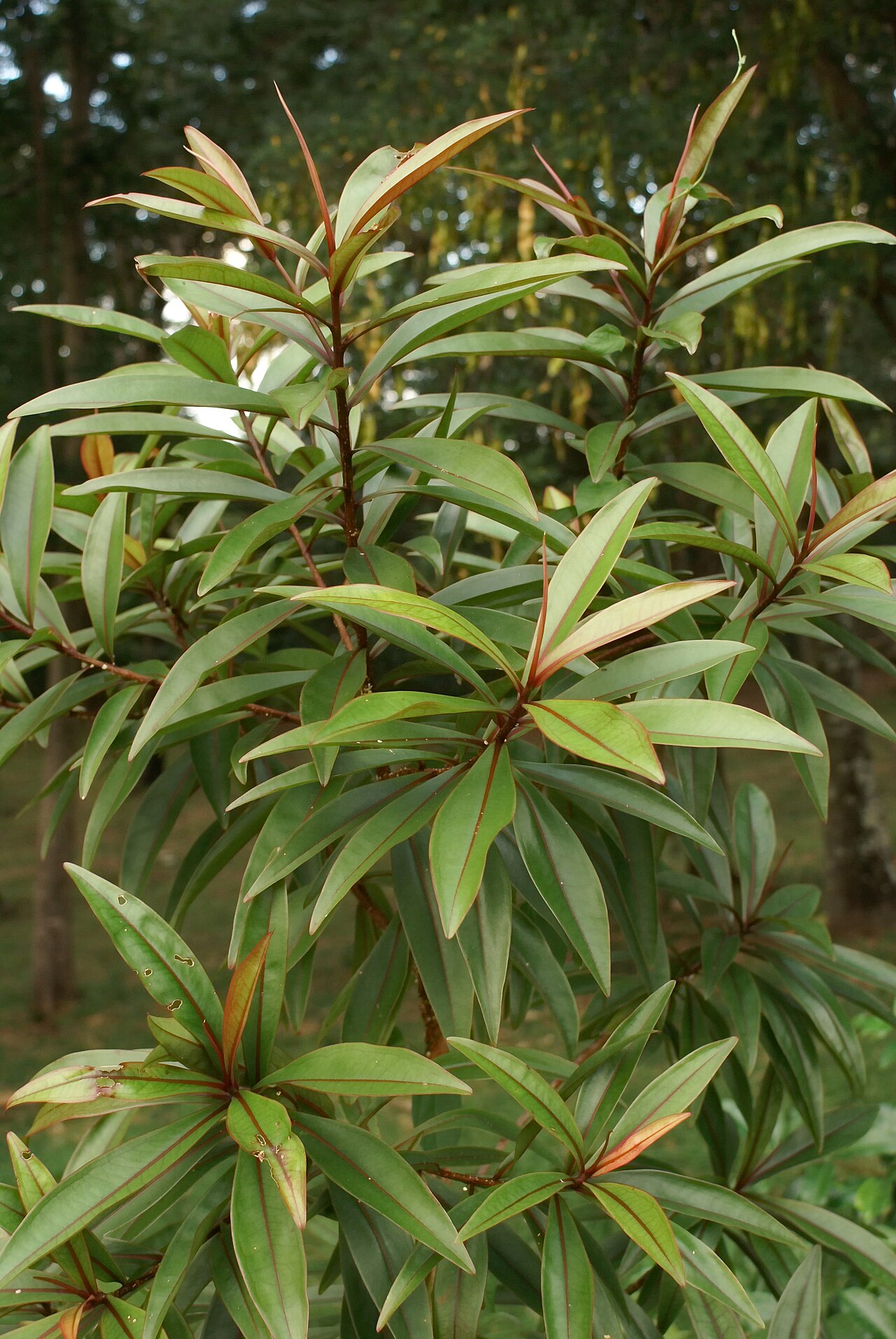 Foetidia mauritiana: Feuillage d'un jeune Bois puant ( Foetidia mauritiana ), espèce endémique des Mascareignes