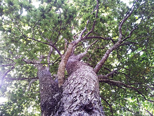 Foetidia mauritiana: Foetidia mauritiana - Bois puant - Pamplemousses Gardens