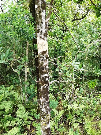 Foetidia rodriguesiana: Grande Montagne Nature Reserve - Rodrigues