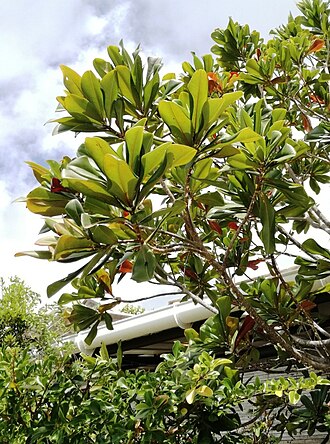 Foetidia rodriguesiana: Foetidia rodriguesiana Francois leguat