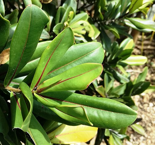 Foetidia rodriguesiana: Foetidia rodriguesiana Francois leguat