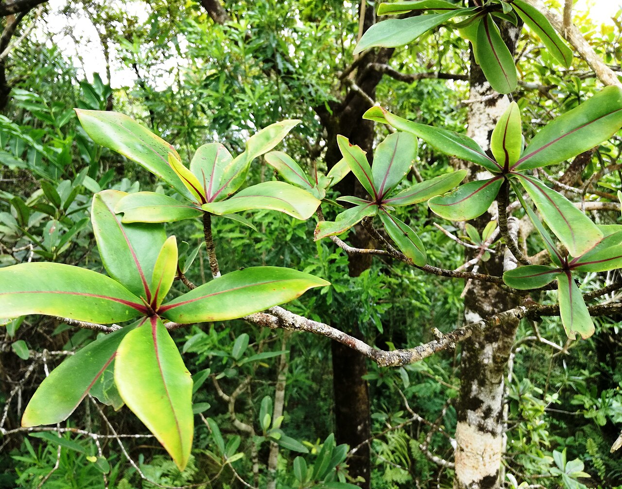 Foetidia rodriguesiana: Grande Montagne Nature Reserve - Rodrigues