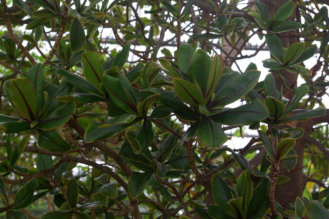 Foetidia rodriguesiana: Foetidia rodriguesiana, Conservatoire botanique national de Brest