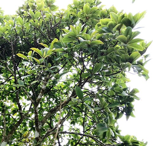 Foetidia rodriguesiana: Grande Montagne Nature Reserve - Rodrigues