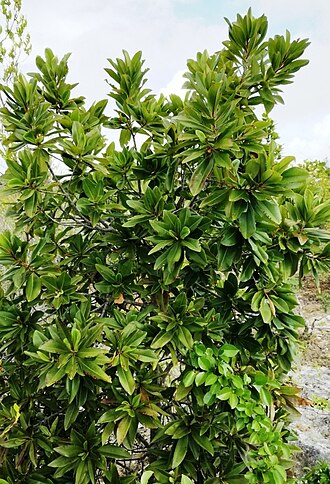 Foetidia rodriguesiana: Foetidia rodriguesiana