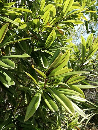 Foetidia rodriguesiana: Foetidia rodriguesiana