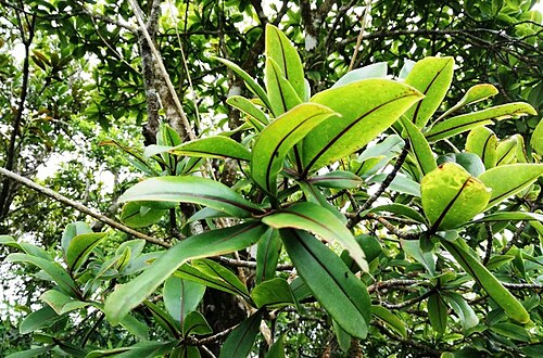 Foetidia rodriguesiana: Grande Montagne Nature Reserve - Rodrigues