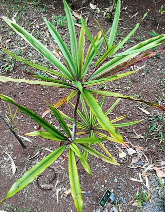 Foetidia rodriguesiana: Juvenile Foetidia rodriguesiana - Bois puant - Jardin 5 sens