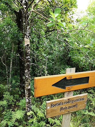 Foetidia rodriguesiana: Grande Montagne Nature Reserve - Rodrigues