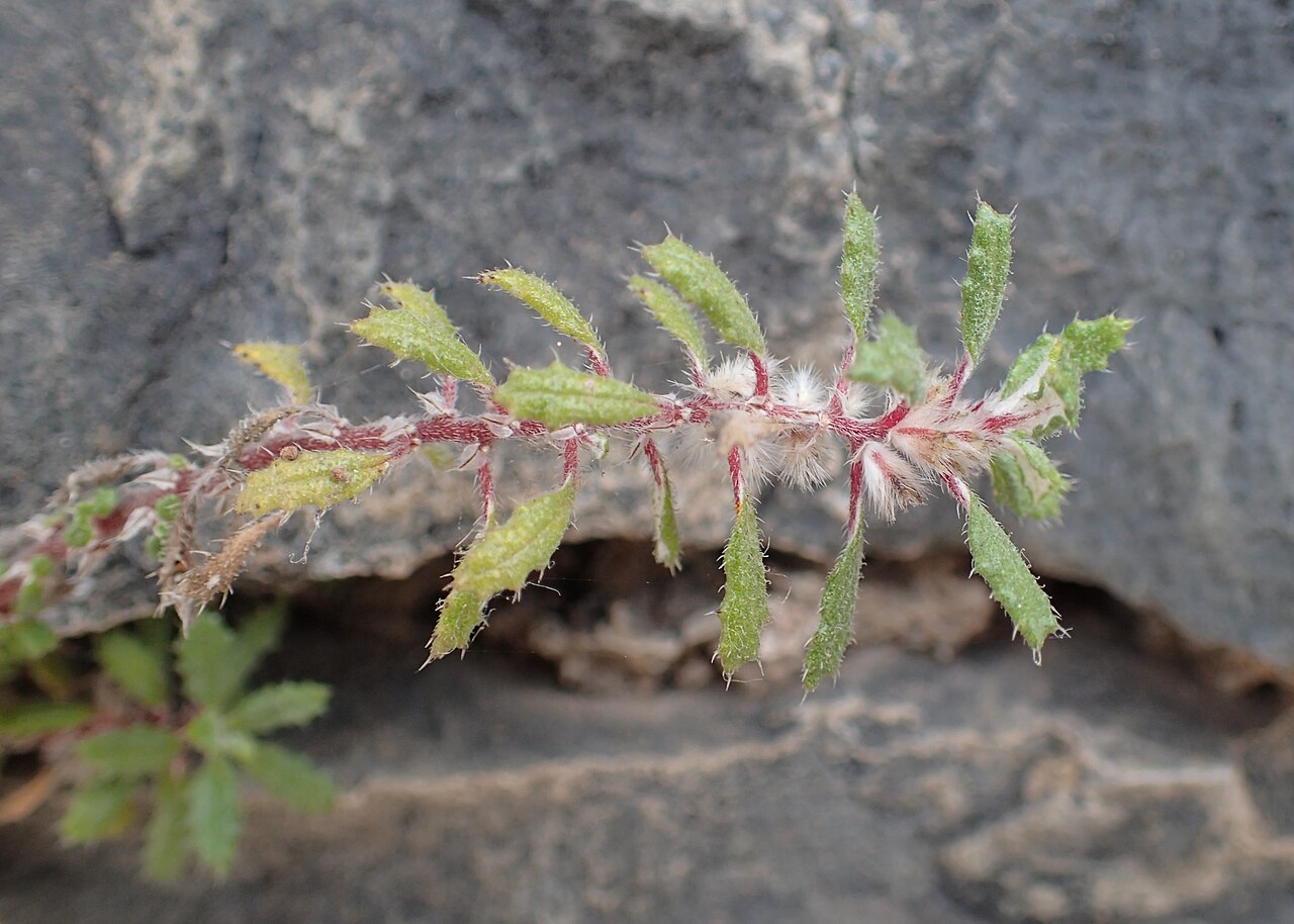 Forsskaolea angustifolia: Forsskaolea angustifolia in Masca, Tenerife, Canarias
