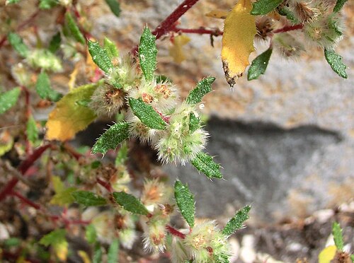 Forsskaolea angustifolia: Forsskaolea angustifolia , inflorescence. Tenerife, Puerto de la Cruz, wall at a parking place.