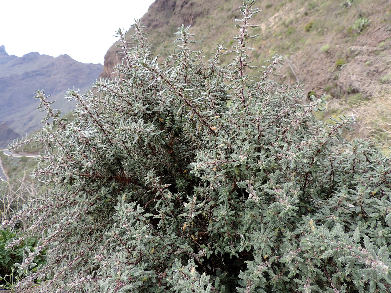 Forsskaolea angustifolia: Forsskaolea angustifolia in Casas de Araza, NW Tenerife, Canary Islands