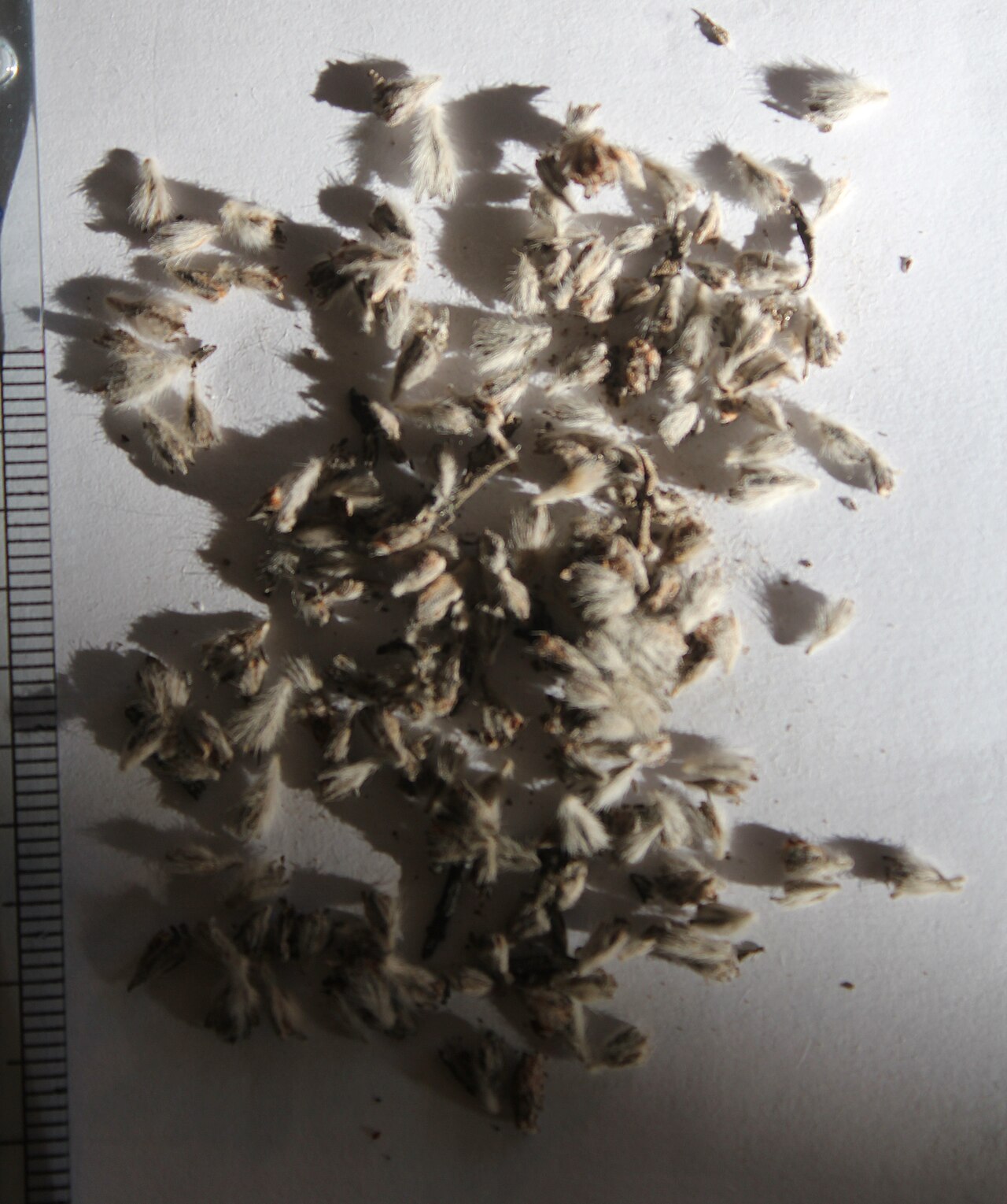 Forsskaolea angustifolia: Forsskaolea angustifolia achenes.