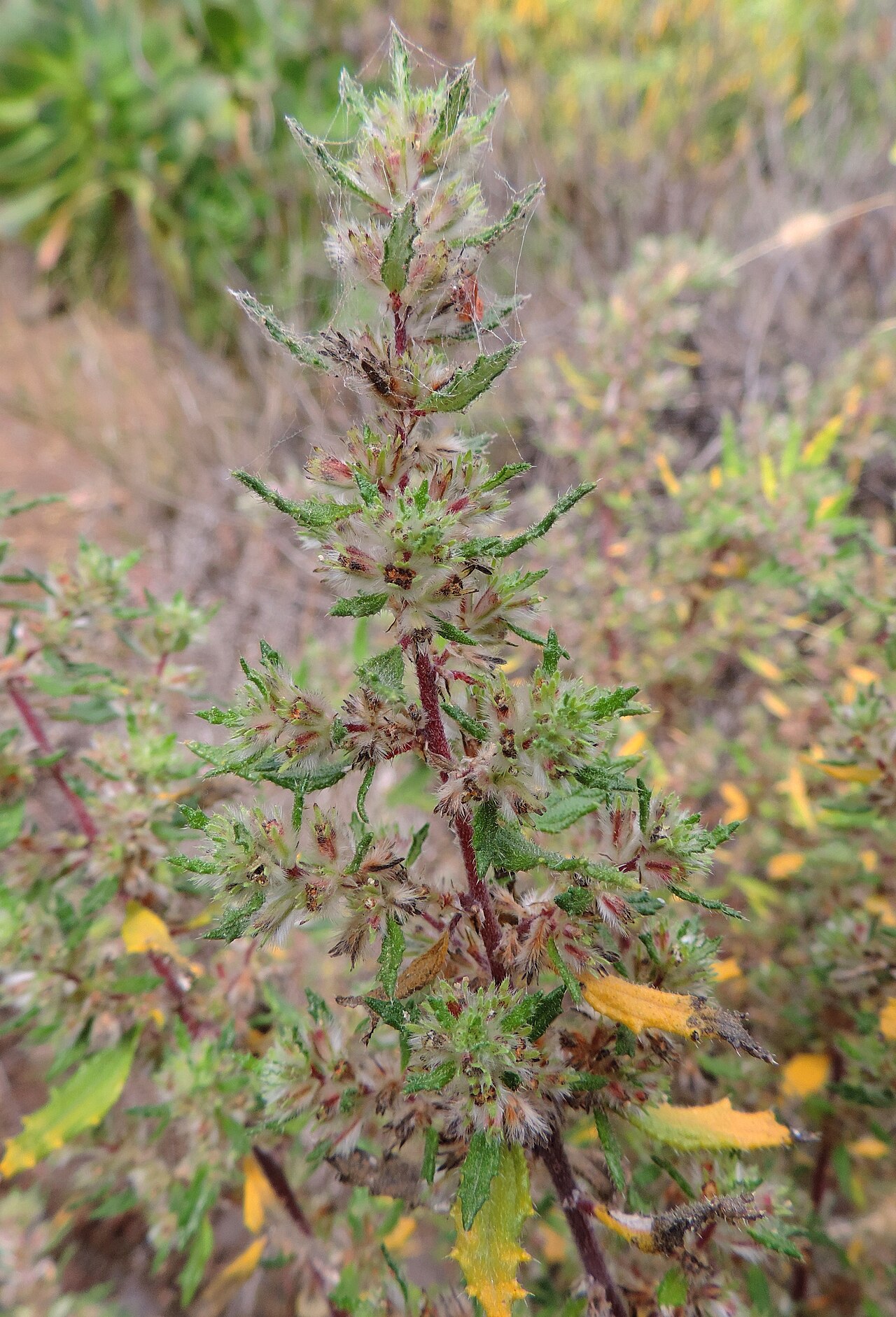 Forsskaolea angustifolia: Forsskaolea angustifolia in Barranco de Guayadeque