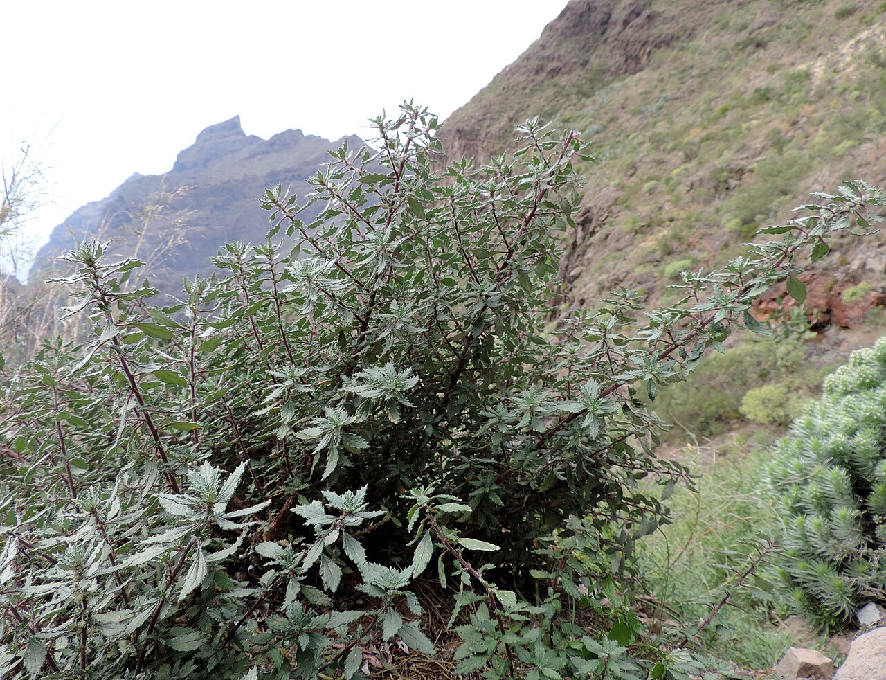 Forsskaolea angustifolia: Forsskaolea angustifolia in Casas de Araza, NW Tenerife, Canary Islands