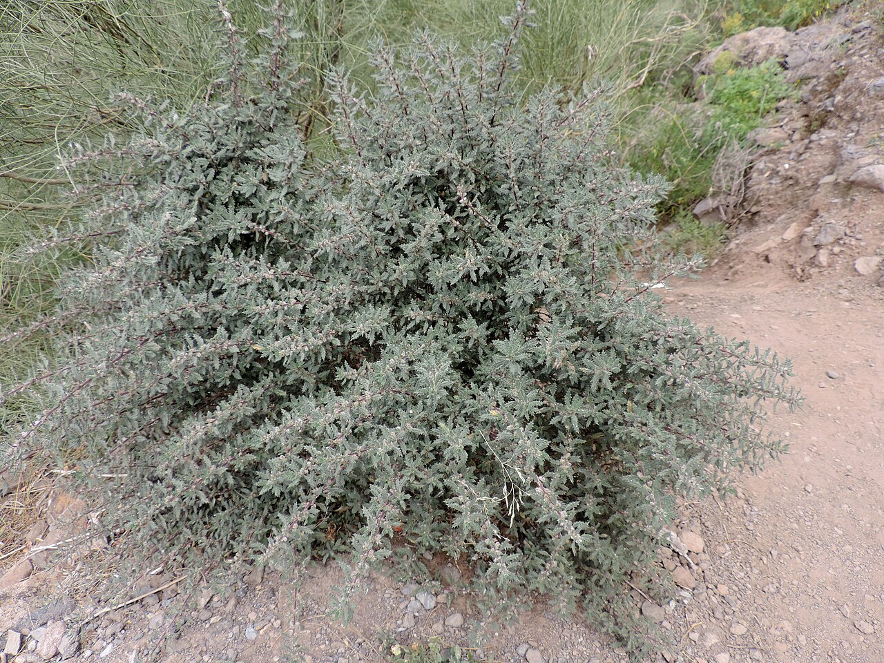 Forsskaolea angustifolia: Forsskaolea angustifolia in Casas de Araza, NW Tenerife, Canary Islands