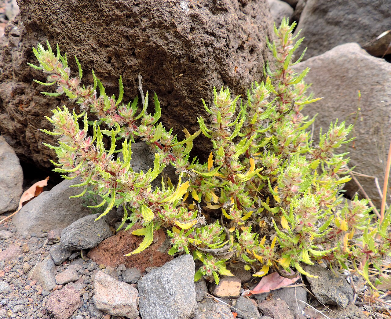 Forsskaolea angustifolia: Forsskaolea angustifolia in Barranco de Guayadeque