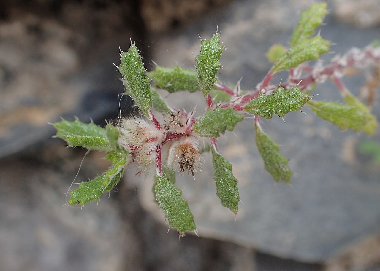 Forsskaolea angustifolia: Forsskaolea angustifolia in Masca, Tenerife, Canarias