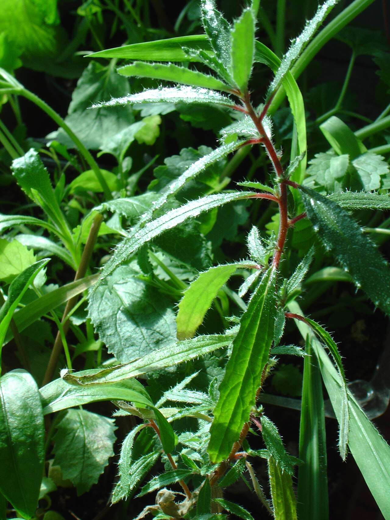 Forsskaolea angustifolia: Forrskahlea angustifolia.