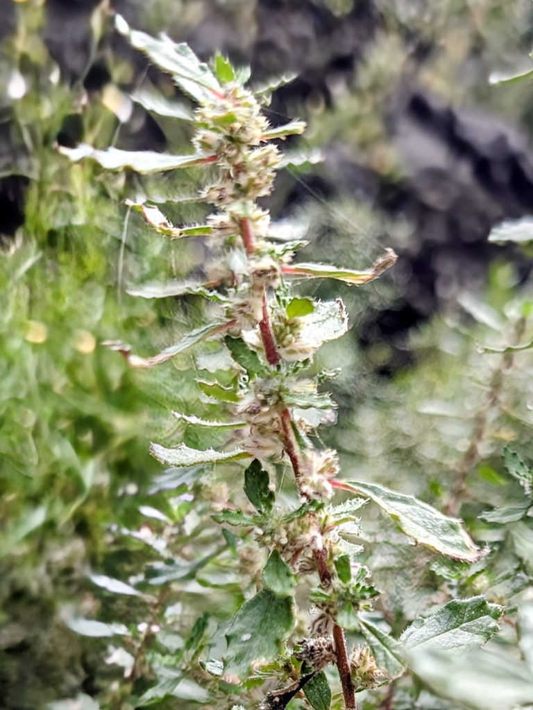 Forsskaolea angustifolia (Forsskaolea angustifolia)