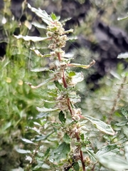 Forsskaolea angustifolia (Forsskaolea angustifolia)
