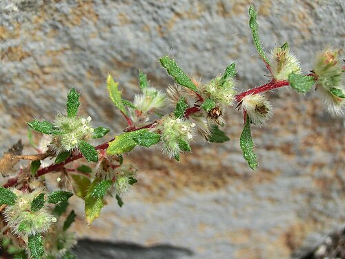 Forsskaolea angustifolia: Forsskaolea angustifolia , inflorescence. Tenerife, Puerto de la Cruz, wall at a parking place.