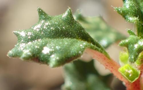 Forsskaolea candida (Forsskaolea candida)