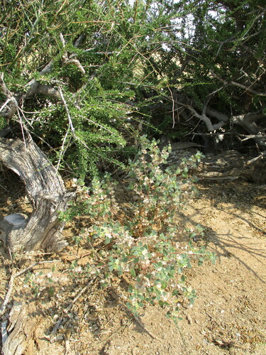 Forsskaolea candida (Forsskaolea candida)
