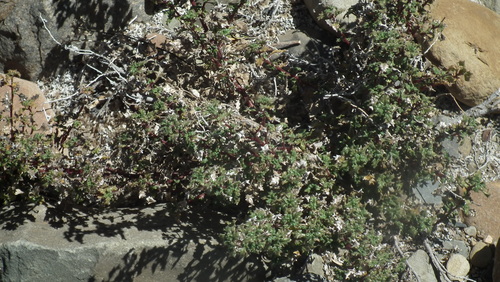 Forsskaolea candida (Forsskaolea candida)
