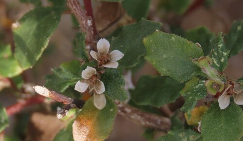 Forsskaolea candida (Forsskaolea candida)