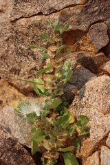 Forsskaolea candida (Forsskaolea candida)