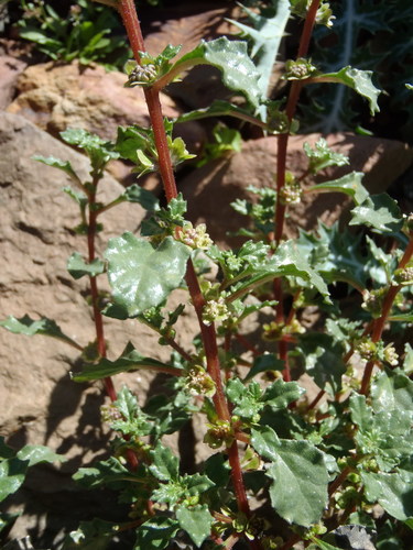 Forsskaolea candida (Forsskaolea candida)