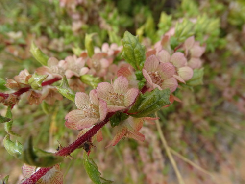 Forsskaolea candida (Forsskaolea candida)