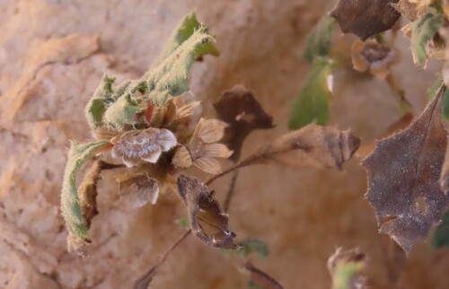 Forsskaolea candida (Forsskaolea candida)