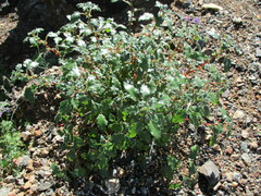 Forsskaolea candida (Forsskaolea candida)