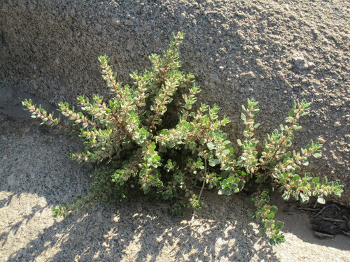Forsskaolea candida (Forsskaolea candida)