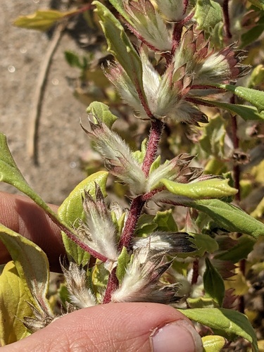 Forsskaolea hereroensis (Forsskaolea hereroensis)
