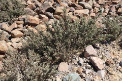 Forsskaolea hereroensis (Forsskaolea hereroensis)
