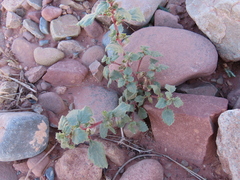 Forsskaolea hereroensis (Forsskaolea hereroensis)