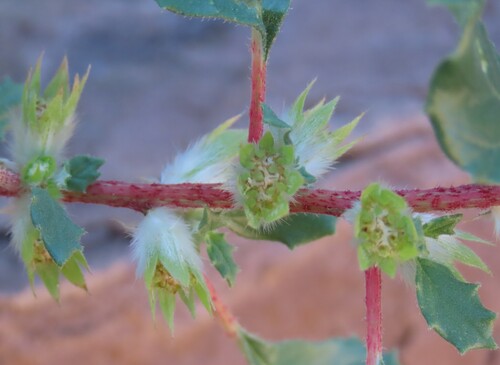 Forsskaolea hereroensis (Forsskaolea hereroensis)