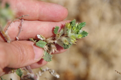 Forsskaolea hereroensis (Forsskaolea hereroensis)