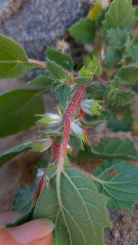 Forsskaolea hereroensis (Forsskaolea hereroensis)