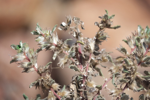 Forsskaolea hereroensis (Forsskaolea hereroensis)