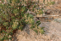 Forsskaolea hereroensis (Forsskaolea hereroensis)