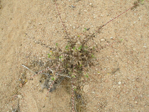 Forsskaolea hereroensis (Forsskaolea hereroensis)