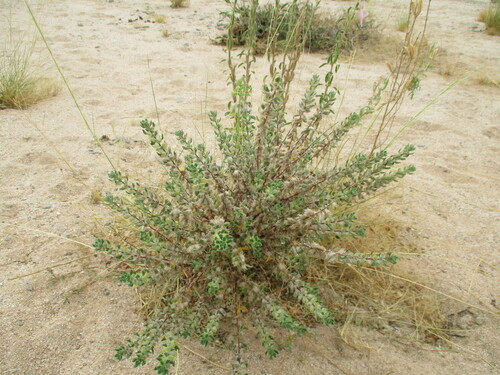 Forsskaolea hereroensis (Forsskaolea hereroensis)